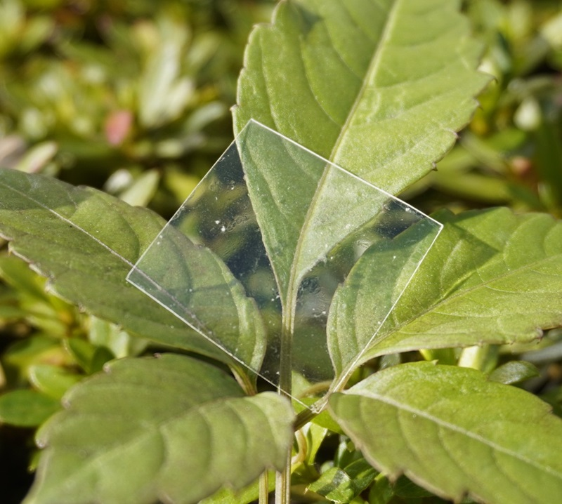 biodegradable plastic